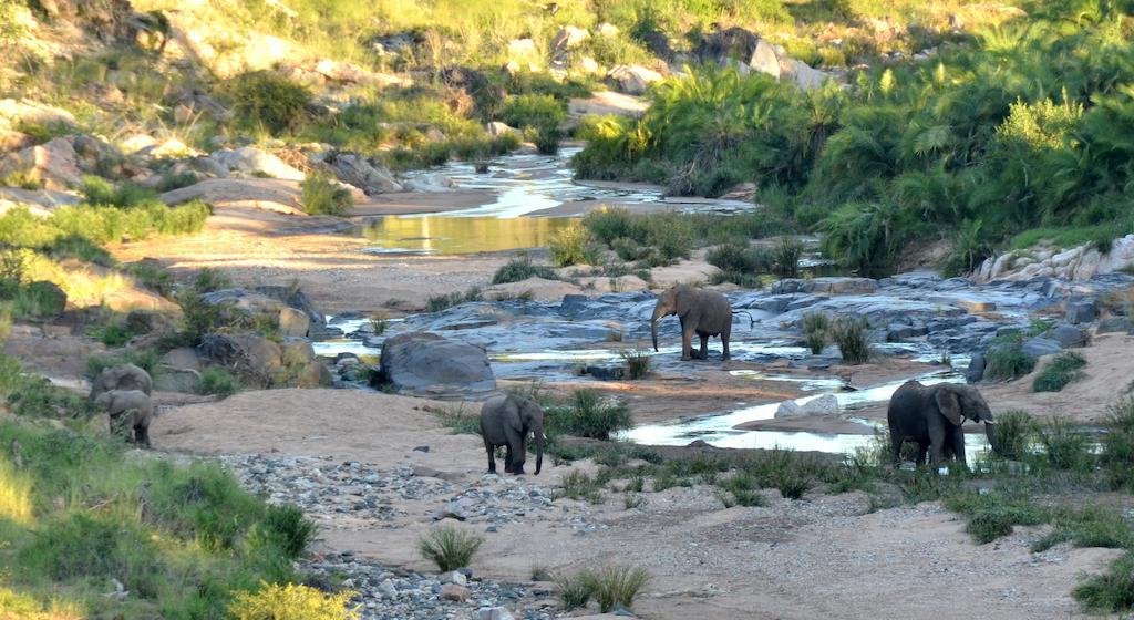 Greenfire Game Lodge Balule Game Reserve Exterior foto